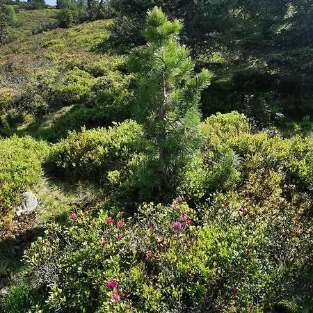 Апартаменты Olympia Axams Инсбрук