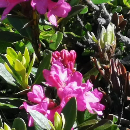 Olympia Axams Apartment *