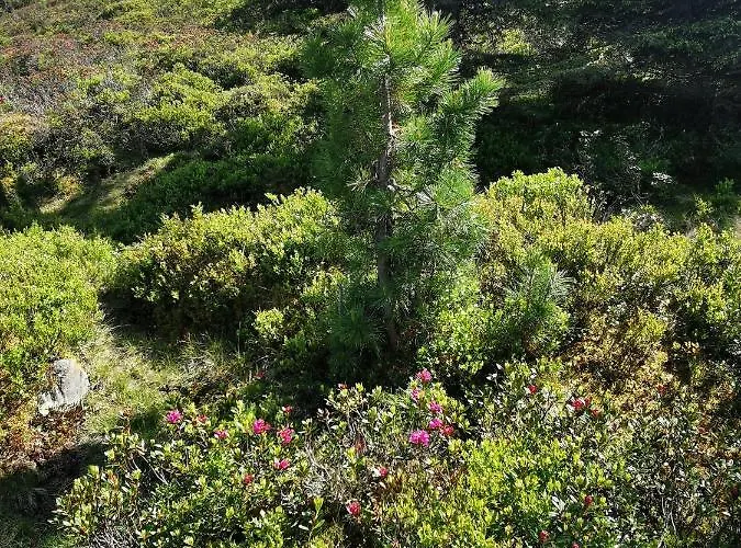 Lägenhet Olympia Axams Innsbruck