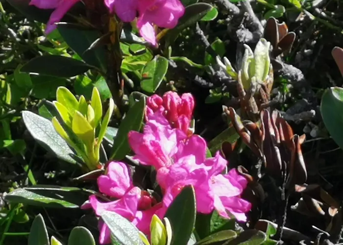 Olympia Axams Lägenhet *